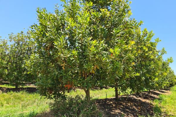 54 ha Farm