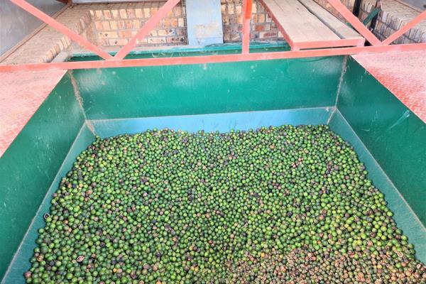 265 ha Farm