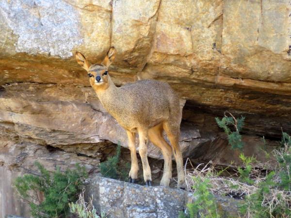 375 ha Farm with House