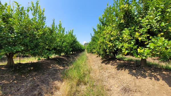 135 ha Farm
