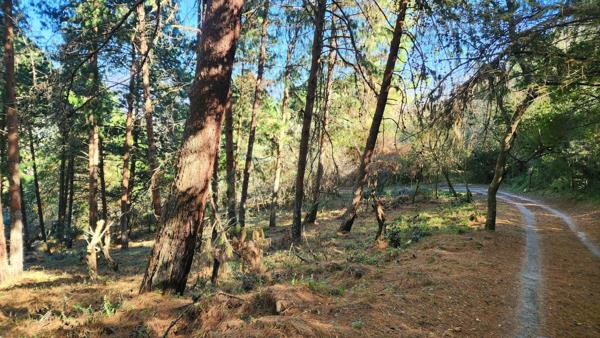 8.6 ha Smallholding