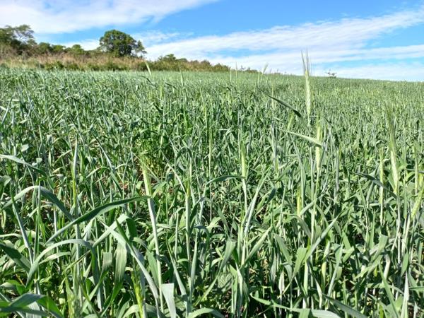 70 ha Farm