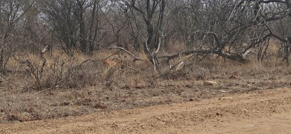 21 ha Land