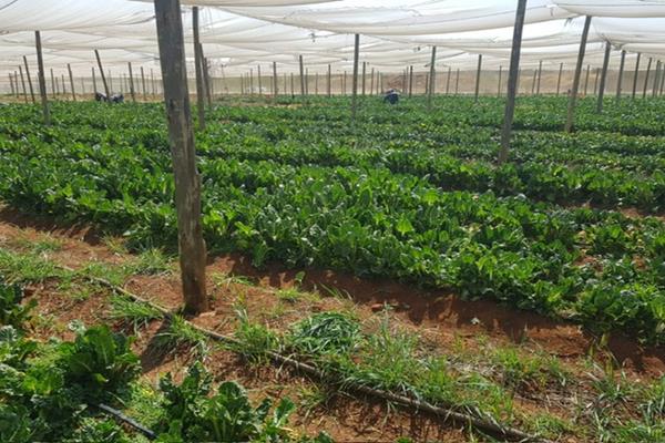 28 ha Farm