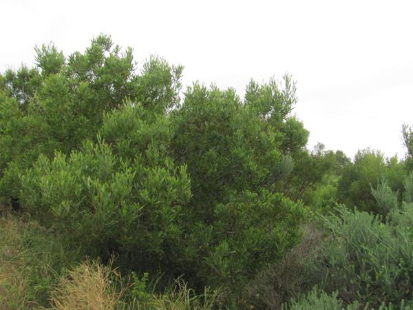 748 m² Land