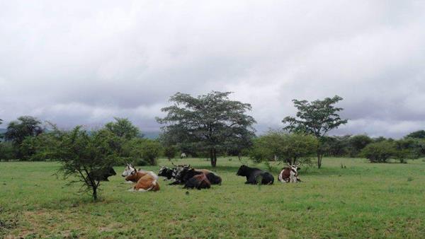 53.1 ha Farm