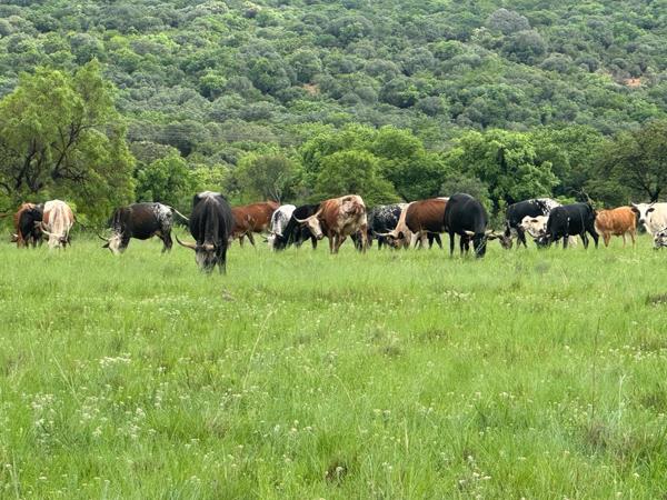 432 ha Farm with House