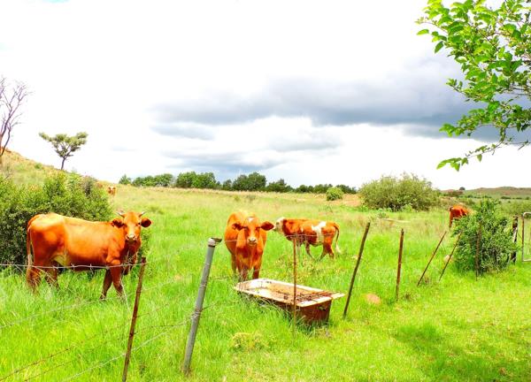 61.5 ha Farm