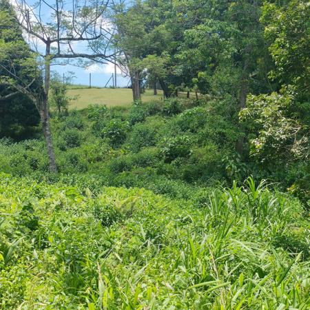 6 000 m² Land