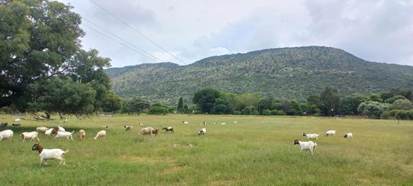 20.3 ha Smallholding