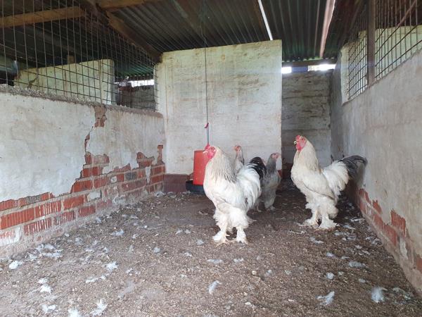 16.3 ha Farm