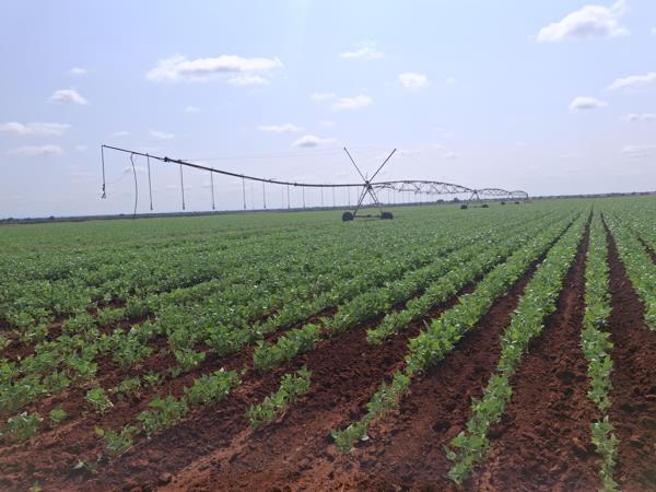249 ha Farm
