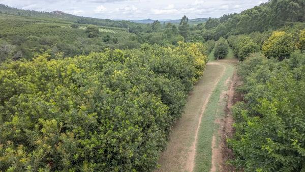 14.6 ha Smallholding