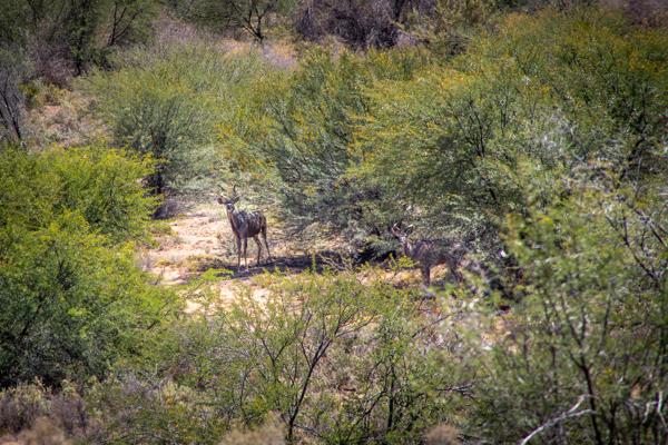 87 ha Farm with House