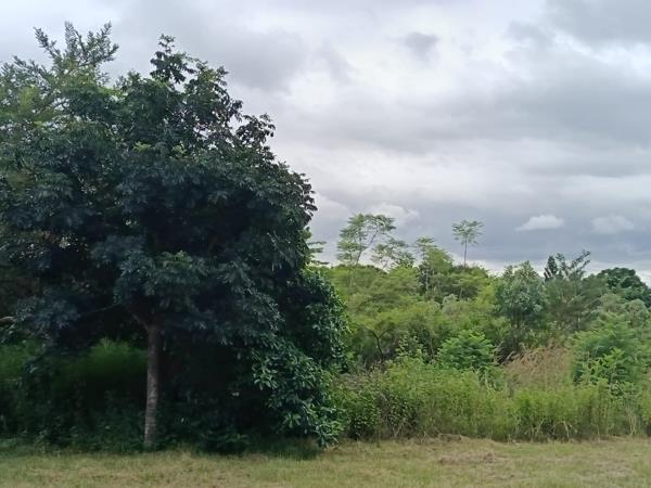 3 ha Land