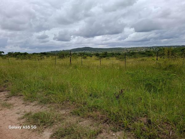 15 ha Commercial Farm