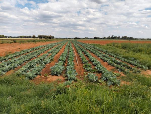 61 ha Farm