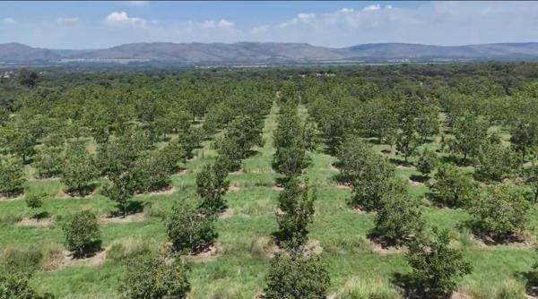 96 ha Farm