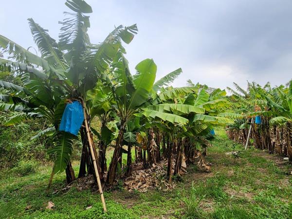 4.6 ha Farm