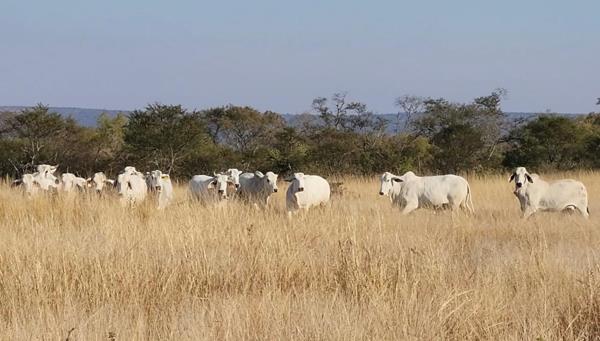 406.5 ha Farm