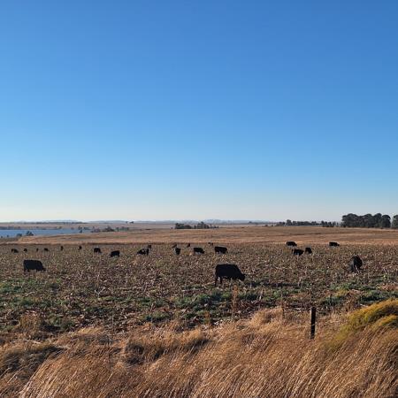 229 ha Farm