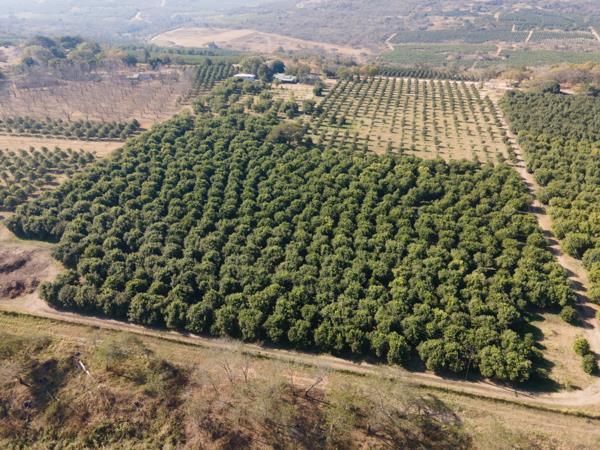 6.2 ha Commercial Farm