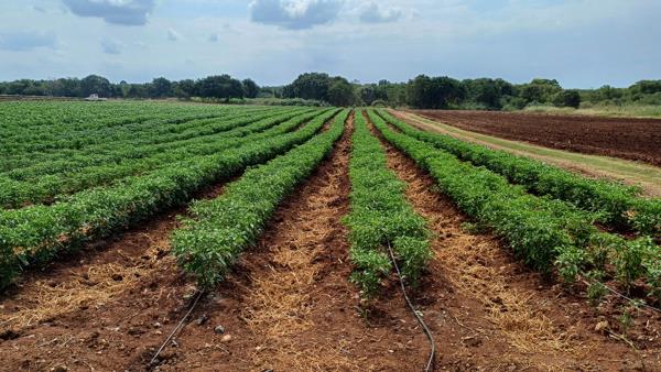 343 ha Farm