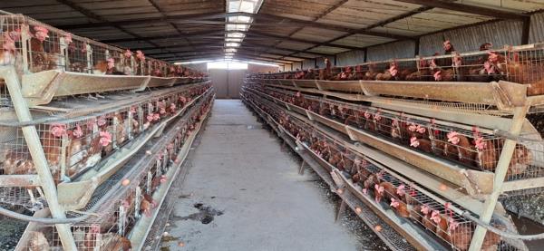 59.5 ha Farm