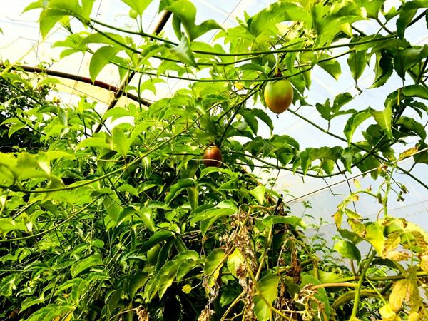 19.1 ha Smallholding