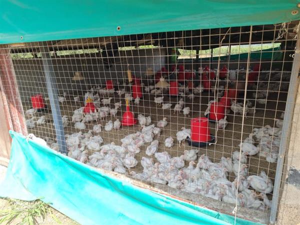 7.6 ha Commercial Farm