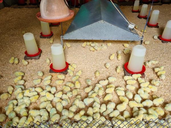 7.6 ha Commercial Farm