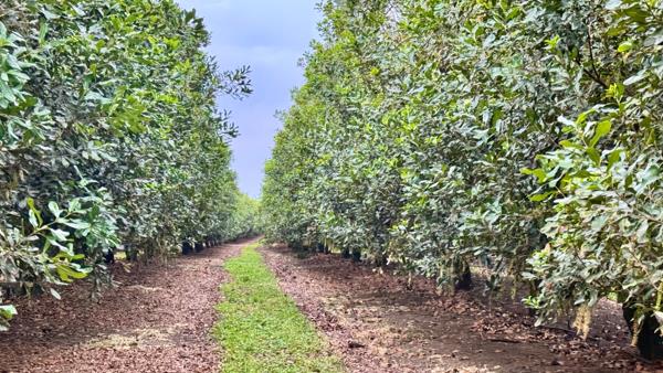 29 ha Agricultural Holding