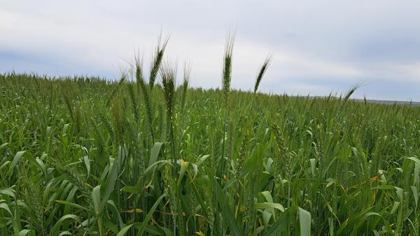 110 ha Farm