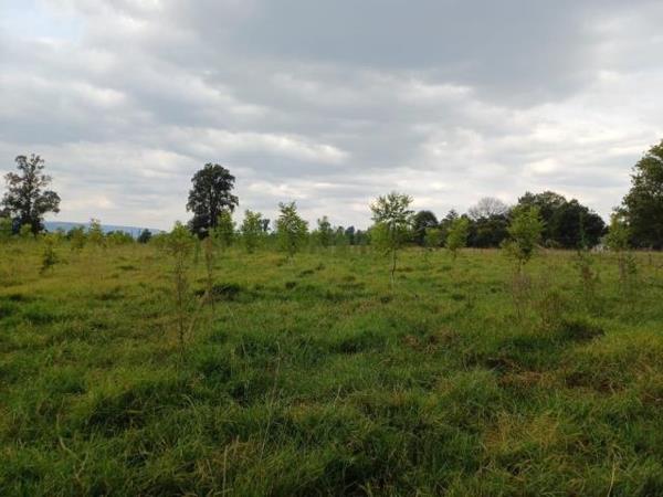 16.7 ha Smallholding