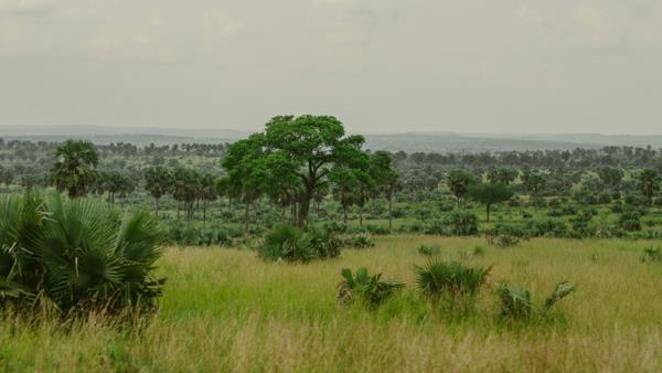 111 ha Land