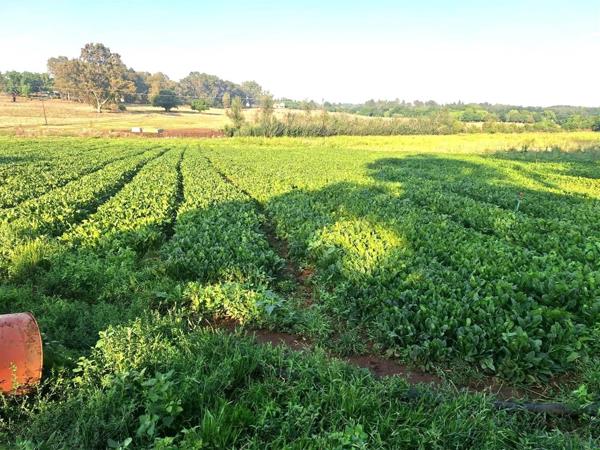 34.3 ha Commercial Farm