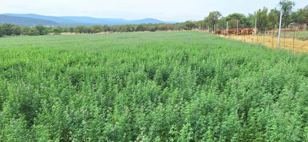 35 ha Farm