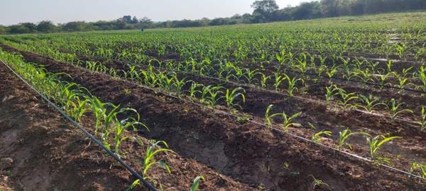 13 ha Farm