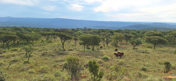904 ha Farm