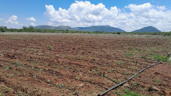 21.4 ha Smallholding