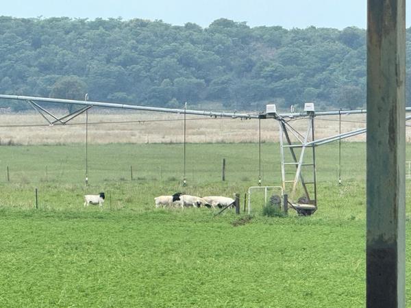 308 ha Farm with House