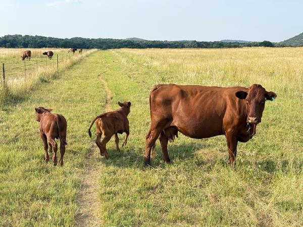 308 ha Farm with House