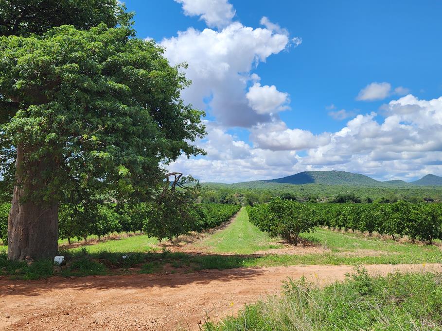 243 ha Farm