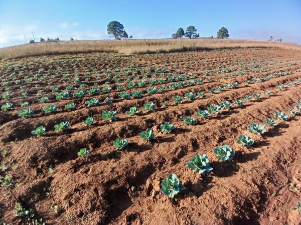 5 ha Farm with House