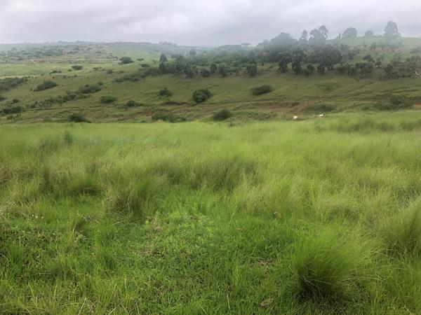 20 ha Land