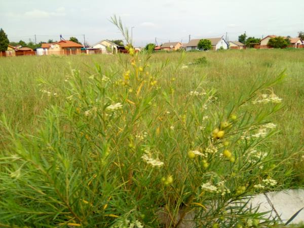 275 m² Land