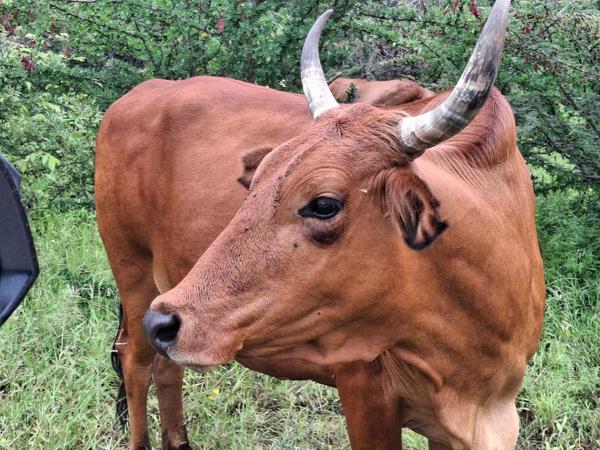 386.6 ha Commercial Farm