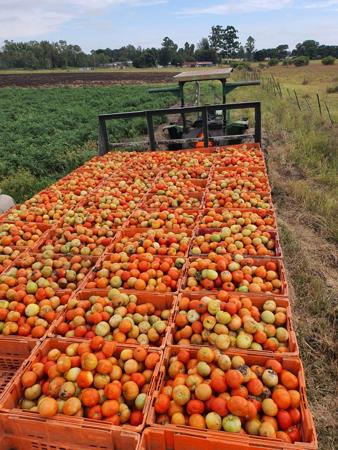 10 ha Commercial Farm