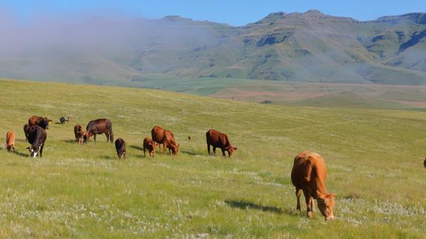 357.9 ha Farm