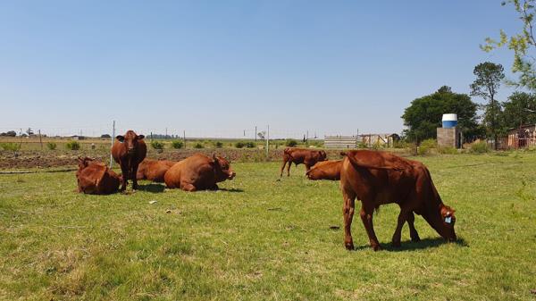 21.4 ha Smallholding